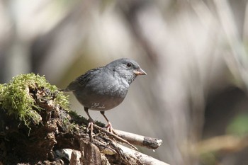 クロジ 柳沢峠 2022年5月3日(火)