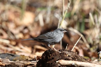 Grey Bunting Yanagisawa Pass Tue, 5/3/2022