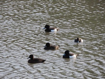 Tufted Duck 海蔵川 Wed, 5/4/2022