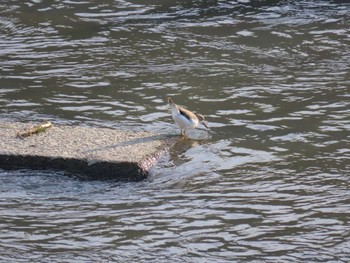 2022年5月4日(水) 海蔵川の野鳥観察記録