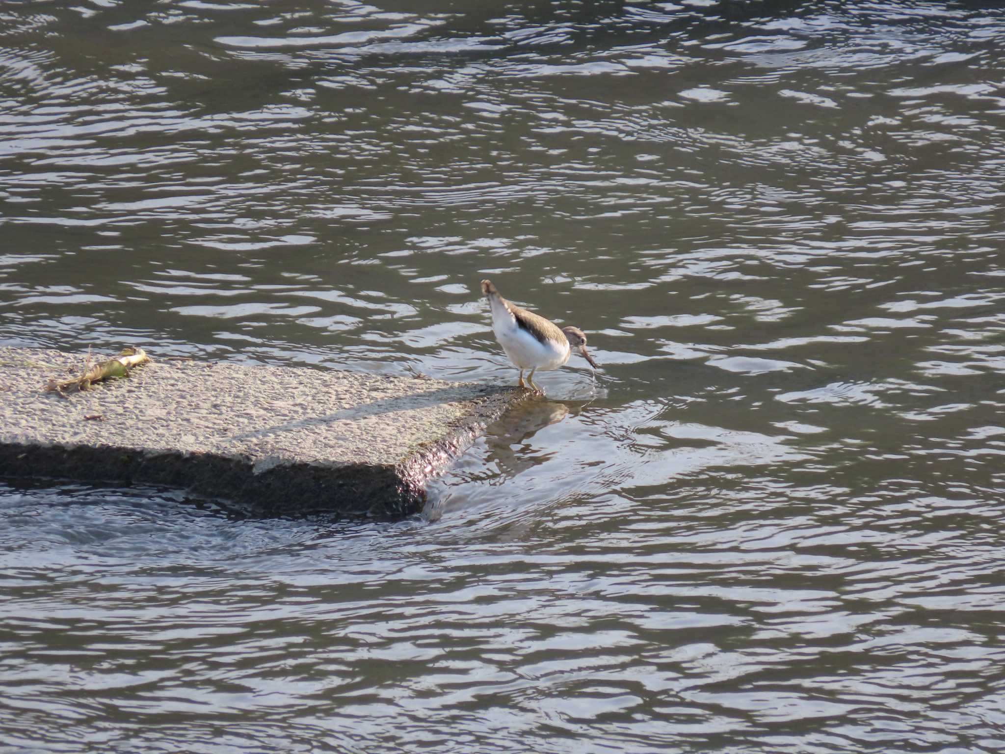 Photo of Common Sandpiper at 海蔵川 by sword-fish8240