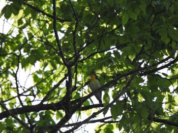 キビタキ 日の出野鳥の森 2022年5月4日(水)