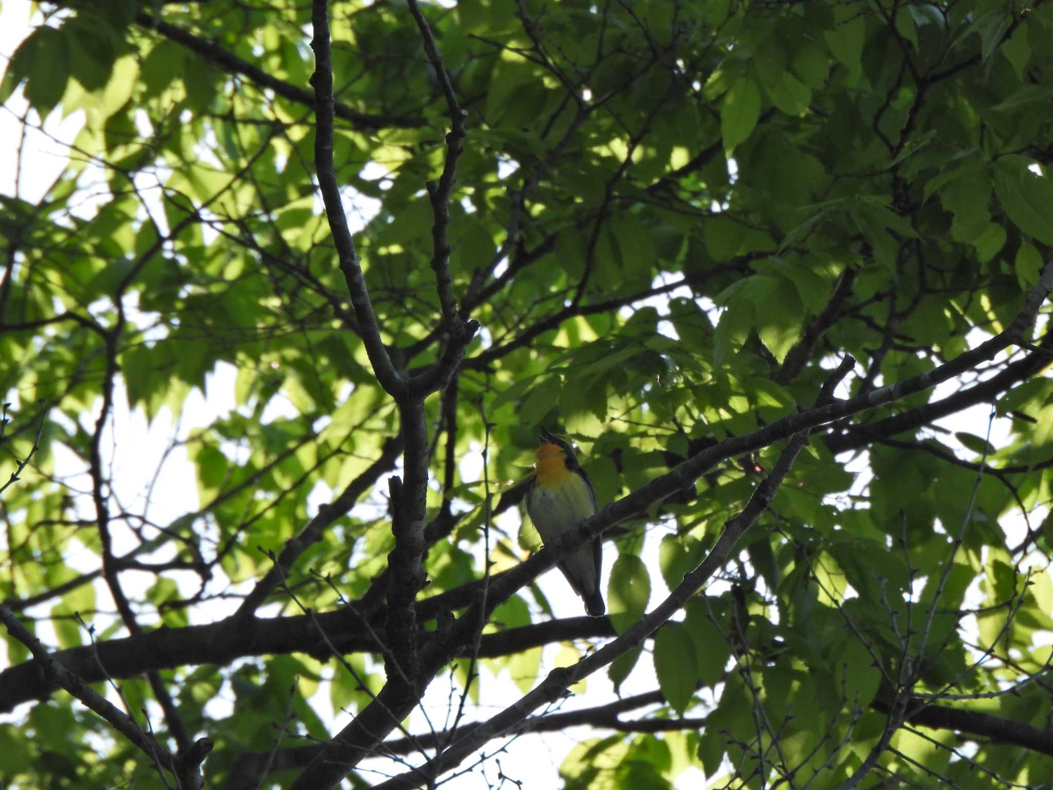 日の出野鳥の森 キビタキの写真 by piyock