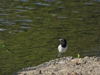 セグロセキレイ 日の出野鳥の森 2022年5月4日(水)