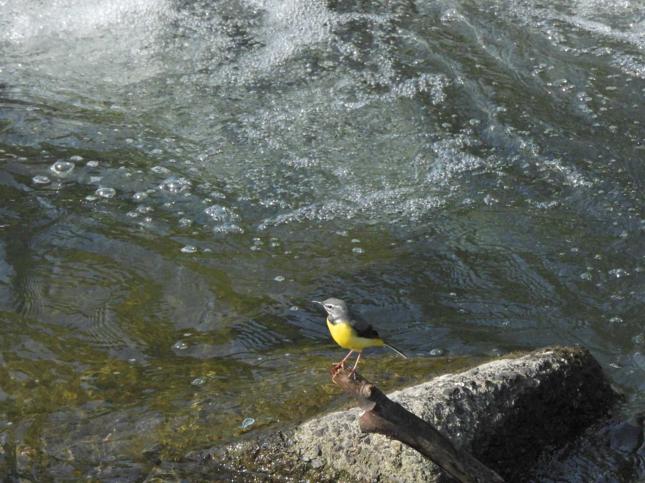 日の出野鳥の森 キセキレイの写真 by piyock