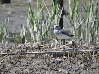 2022年5月4日(水) 葛西臨海公園の野鳥観察記録
