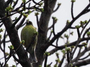 2022年5月4日(水) 中島公園の野鳥観察記録