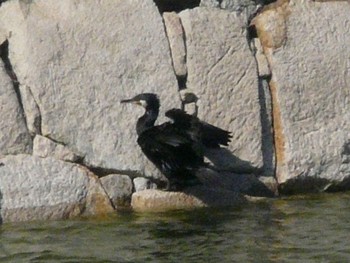 Great Cormorant Osaka castle park Wed, 5/4/2022