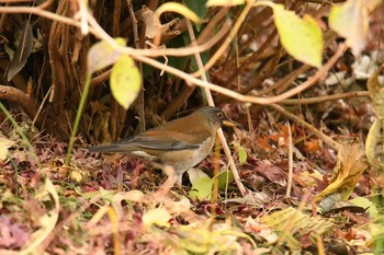 Pale Thrush 八柱霊園 Fri, 12/1/2017