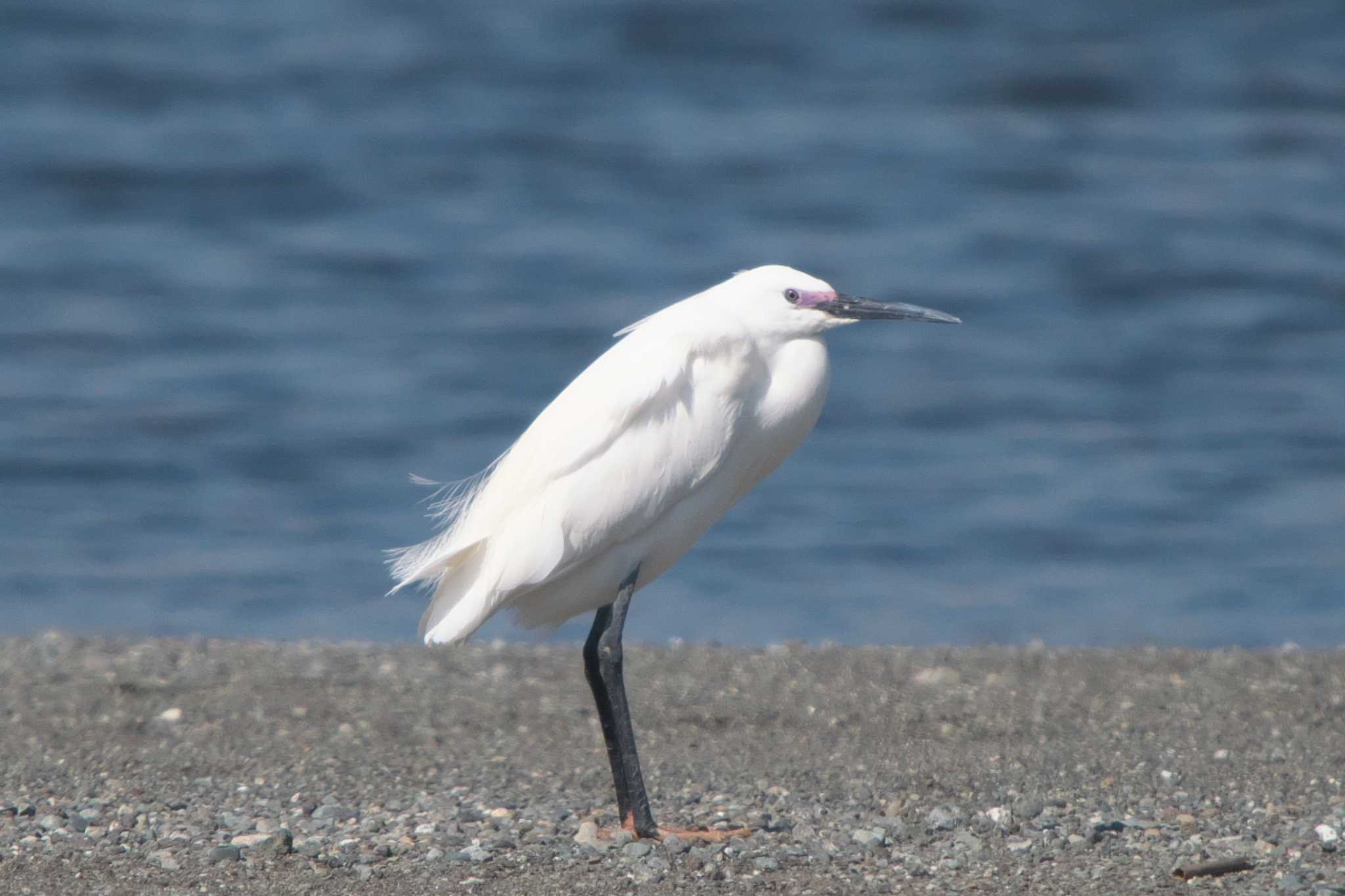 Photo of Little Egret at 酒匂川河口 by Y. Watanabe