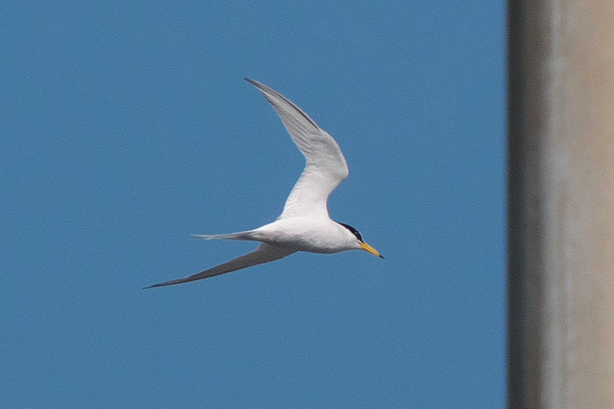 Photo of Little Tern at 酒匂川河口 by Y. Watanabe