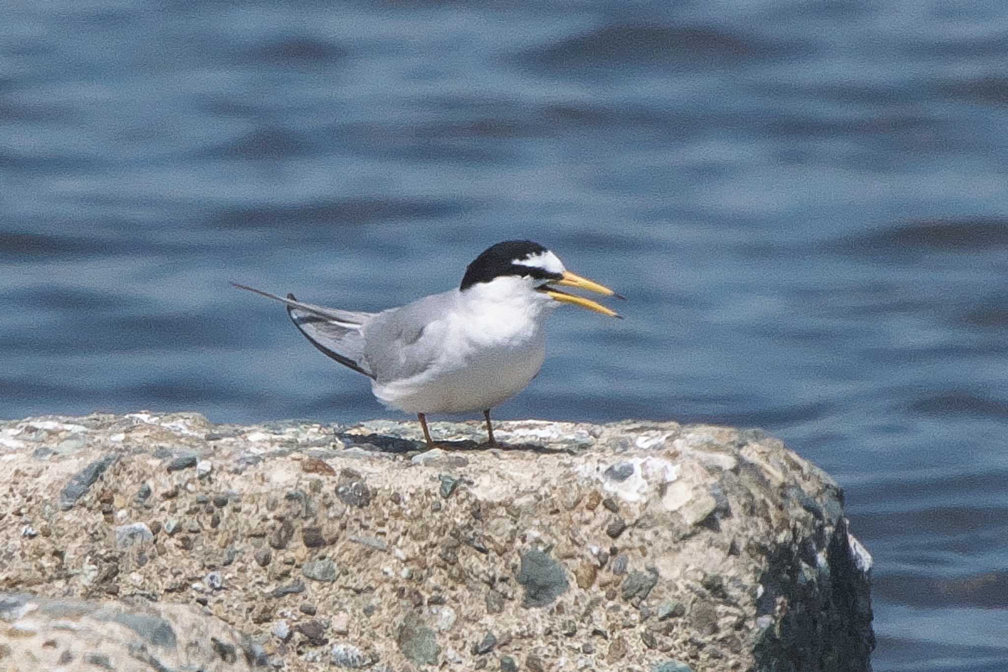 Photo of Little Tern at 酒匂川河口 by Y. Watanabe
