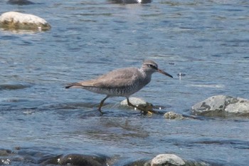 Grey-tailed Tattler 酒匂川河口 Wed, 5/4/2022