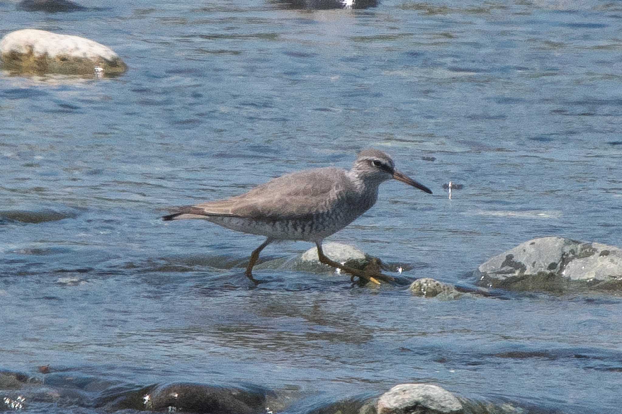 Photo of Grey-tailed Tattler at 酒匂川河口 by Y. Watanabe