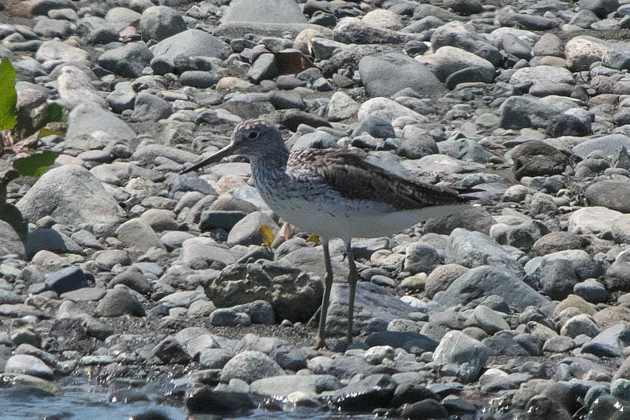 Photo of Common Greenshank at 酒匂川河口 by Y. Watanabe