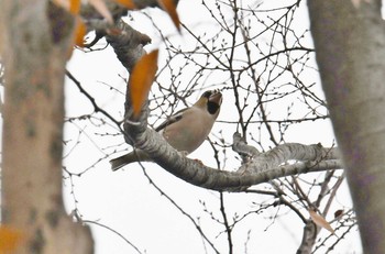 Hawfinch 八柱霊園 Fri, 12/1/2017