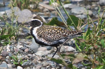 Wed, 5/4/2022 Birding report at 酒匂川河口