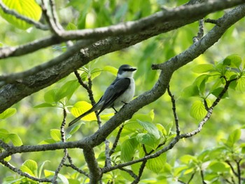 Ashy Minivet 清里 Wed, 5/4/2022