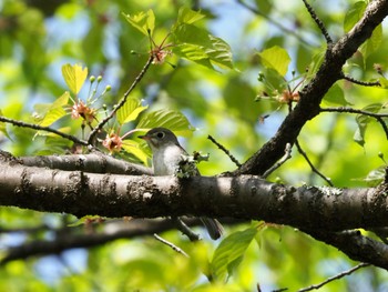 Asian Brown Flycatcher 清里 Wed, 5/4/2022