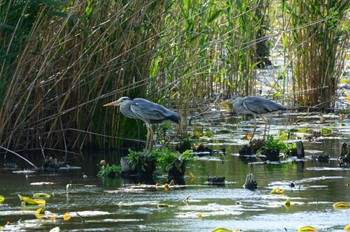 アオサギ 不忍池(上野恩賜公園) 2022年5月4日(水)