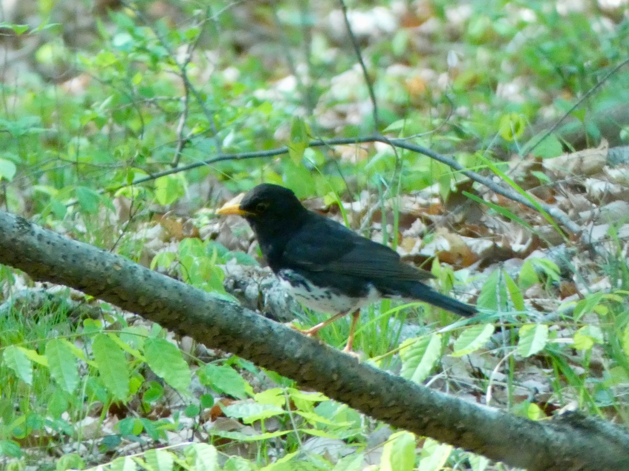 Photo of Japanese Thrush at 清里 by shu118