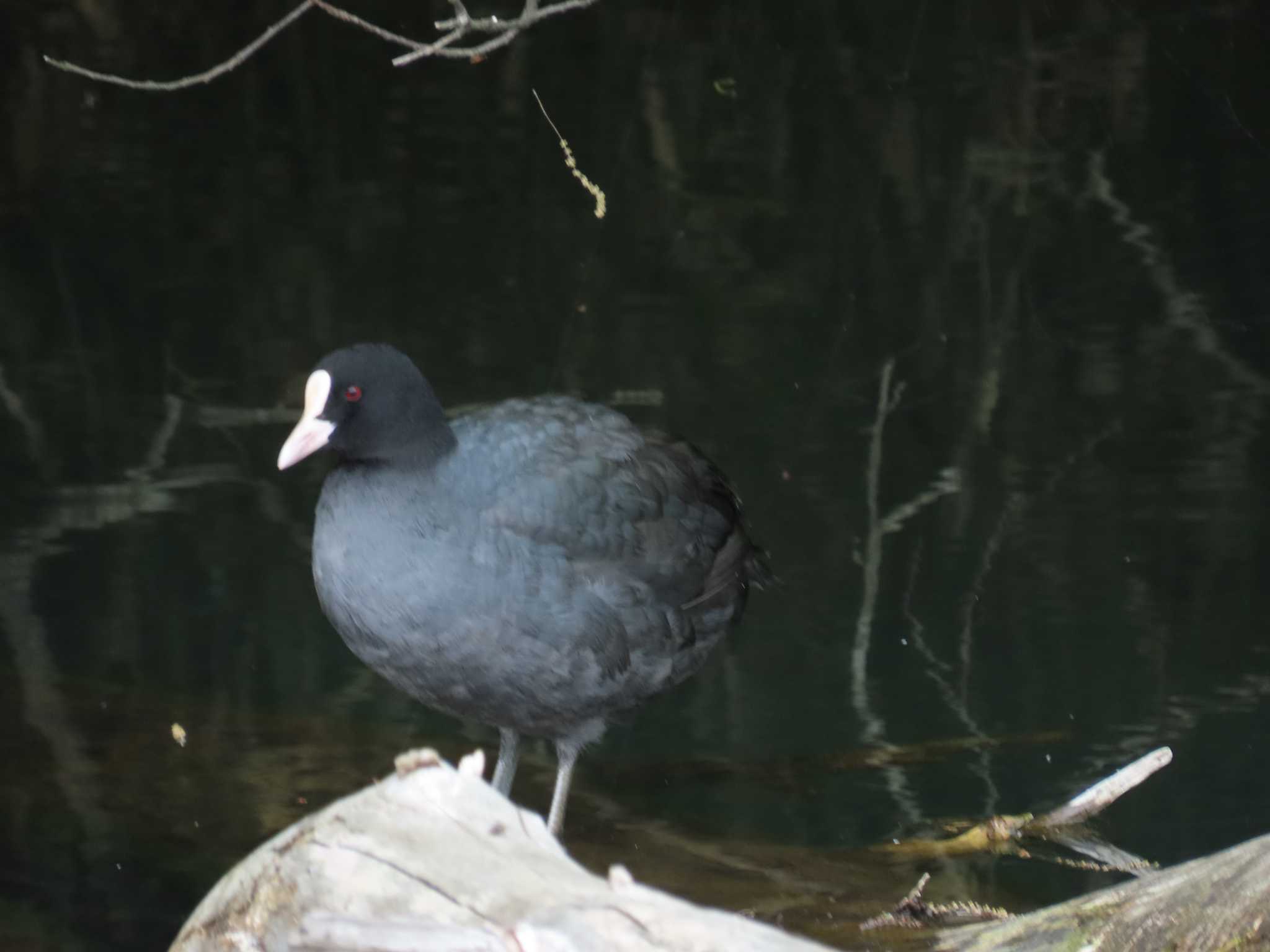 Photo of Eurasian Coot at 埼玉県 by ぶんちょーず