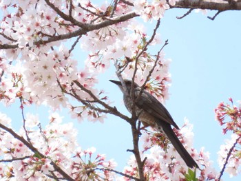 ヒヨドリ 群馬県 2022年4月10日(日)