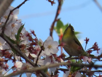 メジロ 群馬県 2022年4月10日(日)