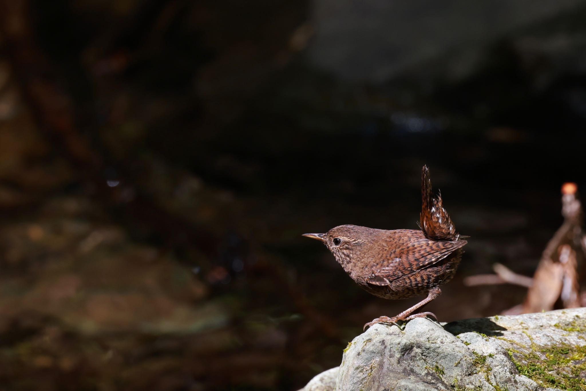 埼玉県民の森 ミソサザイの写真 by 八丈 鶫