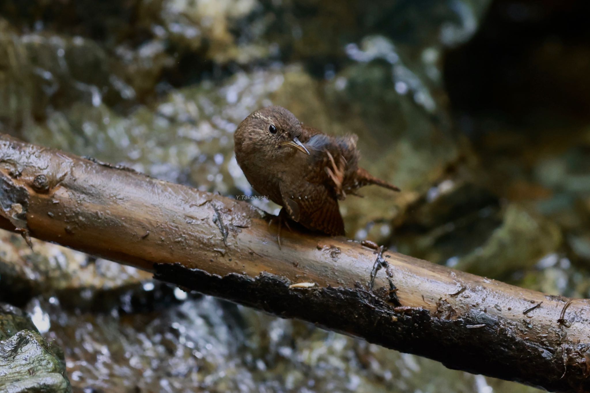 埼玉県民の森 ミソサザイの写真 by 八丈 鶫