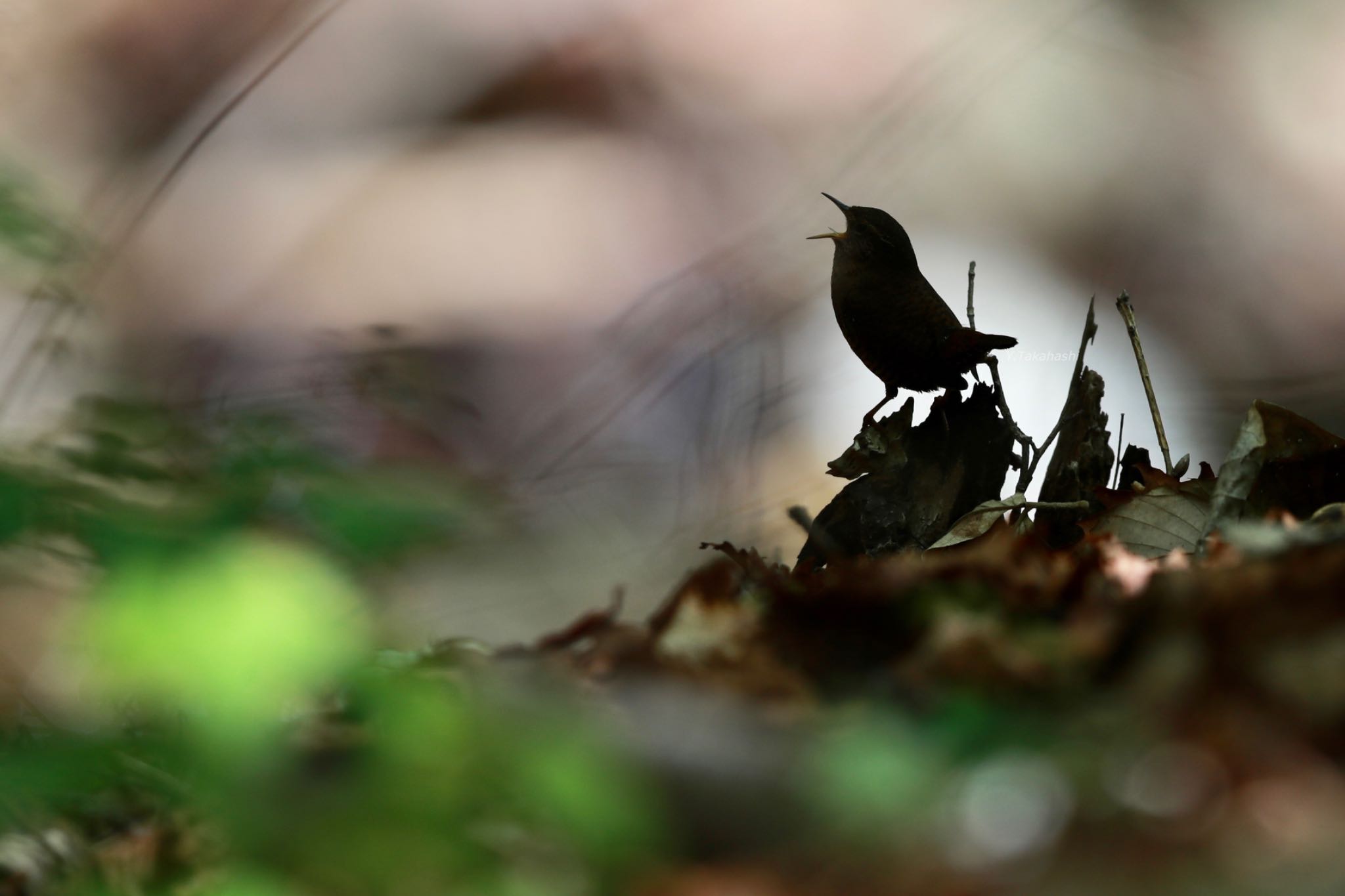 埼玉県民の森 ミソサザイの写真 by 八丈 鶫