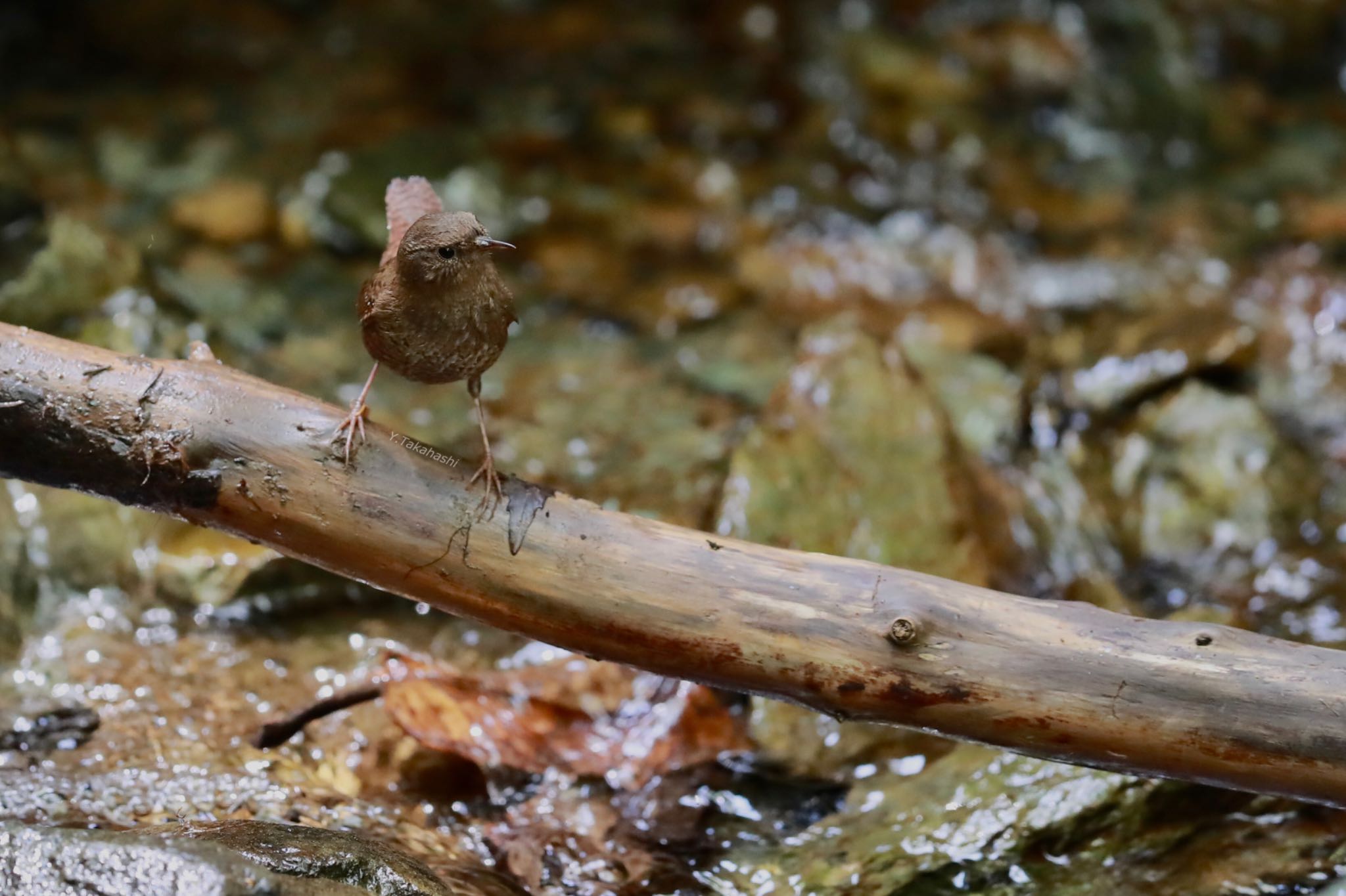 埼玉県民の森 ミソサザイの写真 by 八丈 鶫