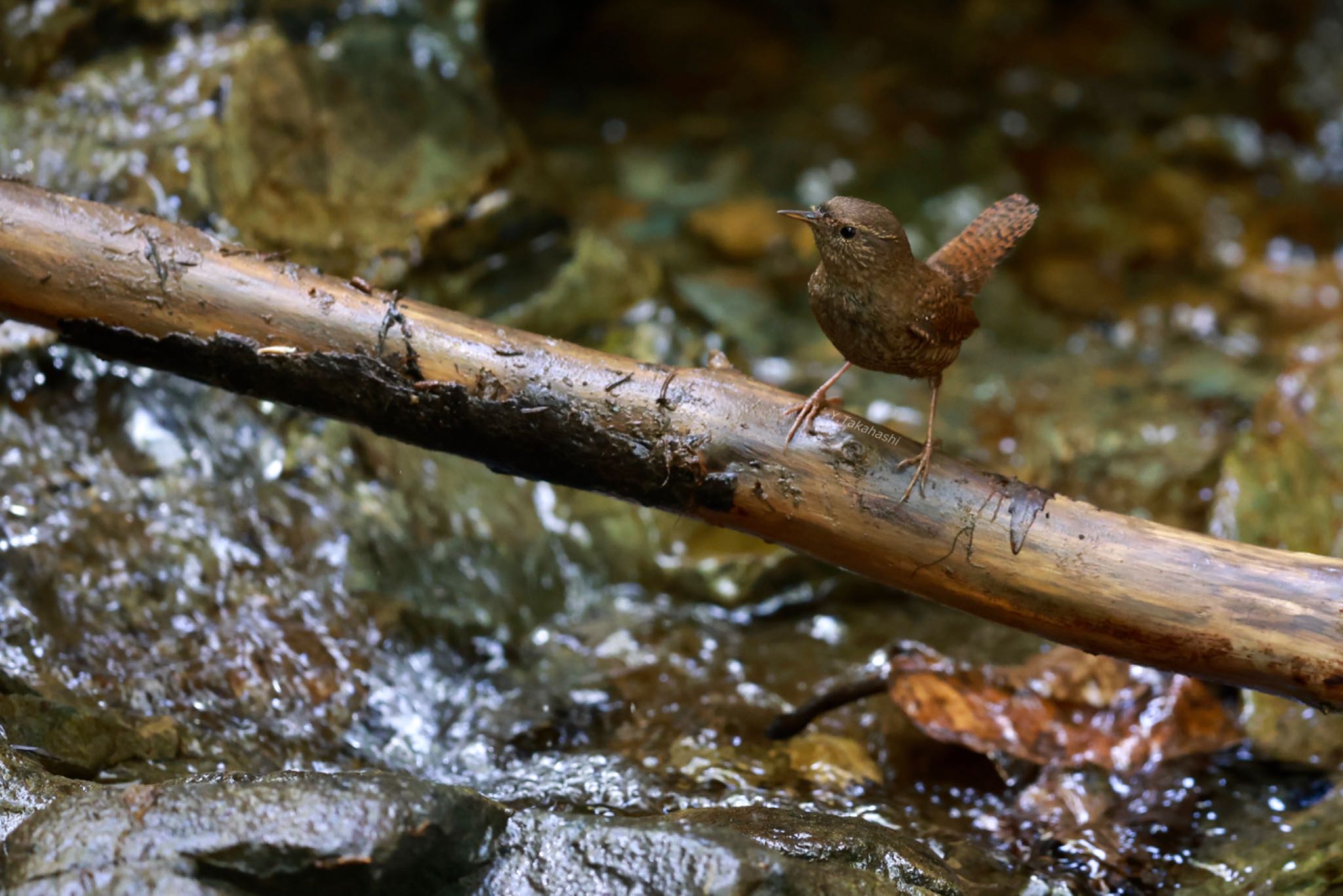 埼玉県民の森 ミソサザイの写真 by 八丈 鶫