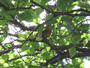 ソウシチョウ 静岡県 2022年5月2日(月)