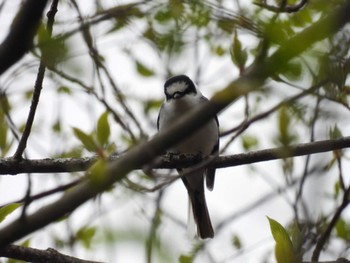 Ashy Minivet Karuizawa wild bird forest Fri, 4/29/2022