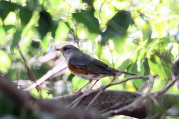 Grey-backed Thrush 猪名川公園 Wed, 5/4/2022