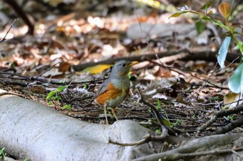 Grey-backed Thrush 猪名川公園 Wed, 5/4/2022