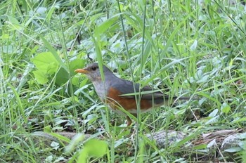 Grey-backed Thrush 猪名川公園 Wed, 5/4/2022