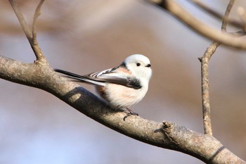 シマエナガ 青葉公園(千歳市) 2017年12月1日(金)