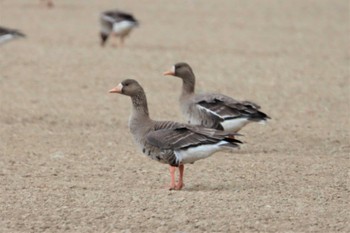 Sun, 5/1/2022 Birding report at 宮島沼