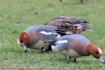 2022年5月1日(日) 東屯田遊水地の野鳥観察記録