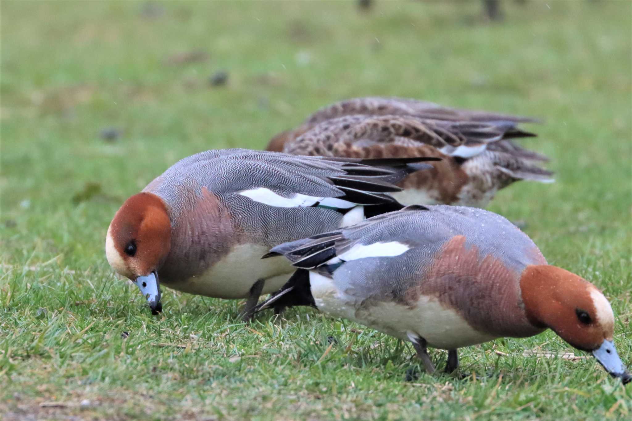 Eurasian Wigeon