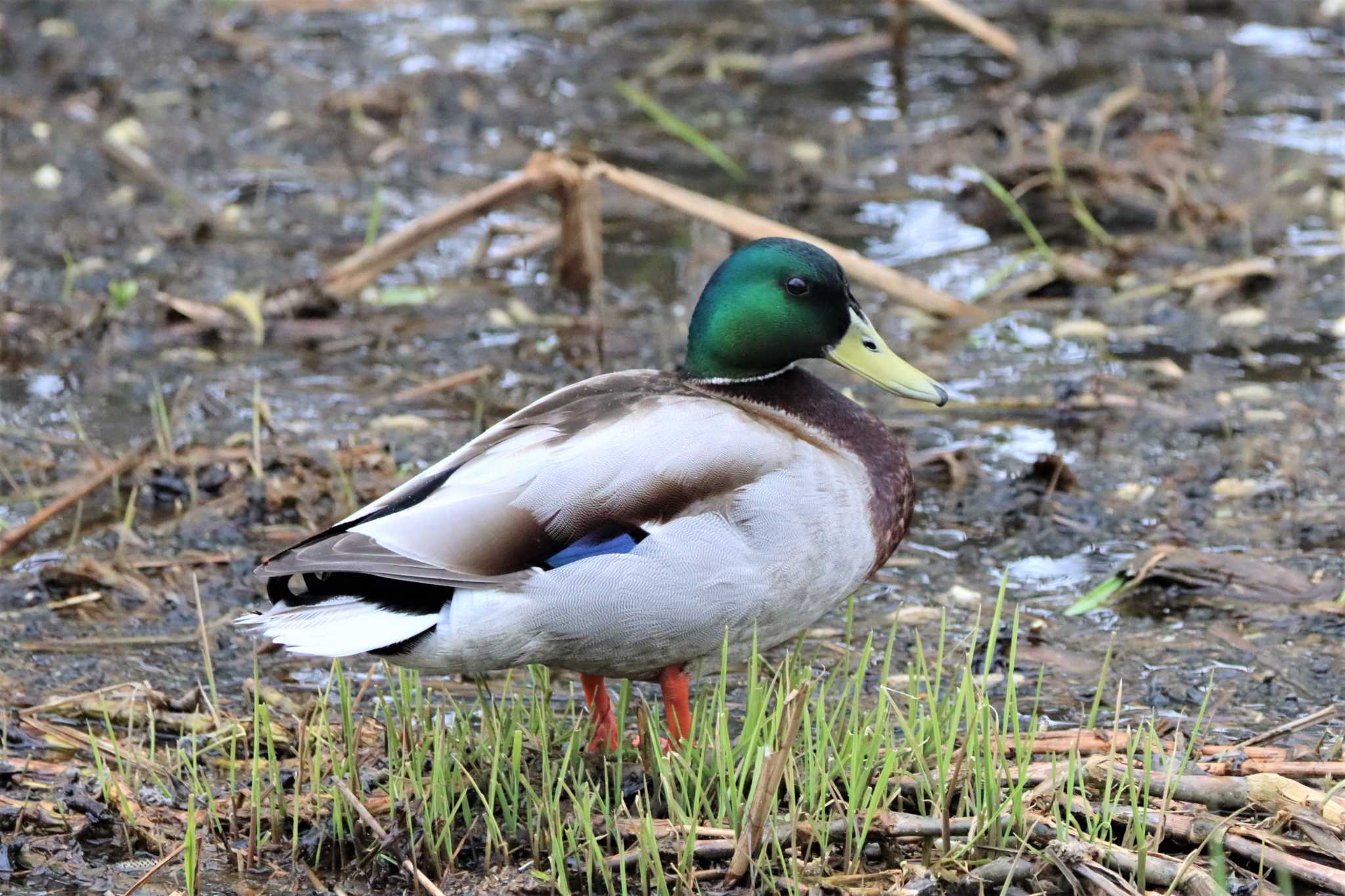 Photo of Mallard at 東屯田遊水地 by ぼぼぼ