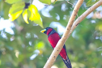 Black-and-red Broadbill Kaeng Krachan National Park Sat, 11/25/2017