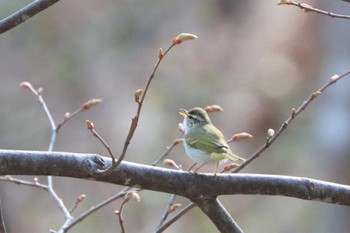 2022年5月2日(月) 真駒内公園の野鳥観察記録