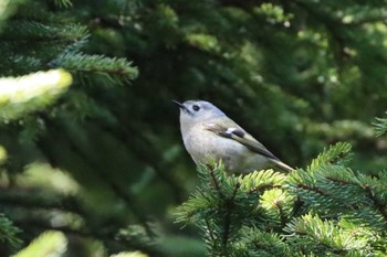 Mon, 5/2/2022 Birding report at Tomakomai Experimental Forest