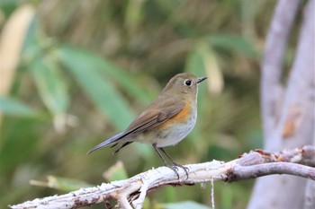 2022年5月2日(月) 西岡公園(西岡水源地)の野鳥観察記録