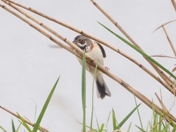 2022年5月3日(火) 石狩川河口の野鳥観察記録