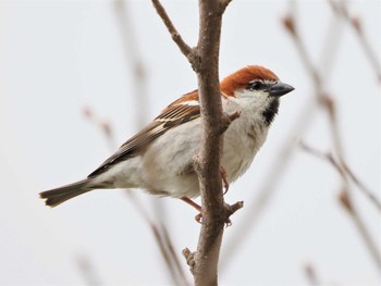 Tue, 5/3/2022 Birding report at 根志越用水路