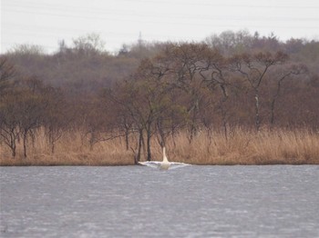 Tue, 5/3/2022 Birding report at Lake Utonai